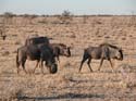 namib088