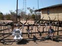namib113