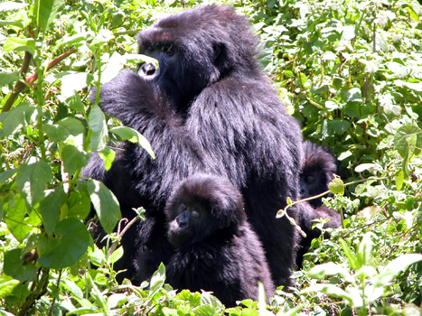 rwanda20