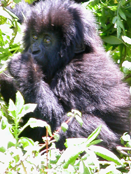 rwanda21