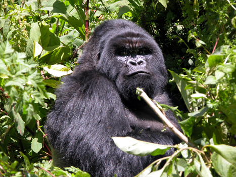 rwanda22