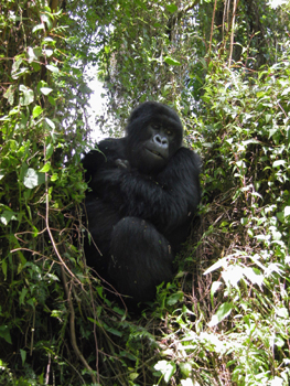 rwanda23