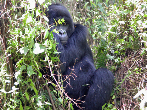 rwanda24