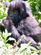 rwanda21