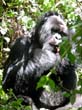 rwanda26