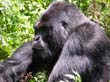 rwanda27