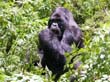 rwanda29