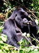 rwanda33