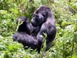 rwanda36