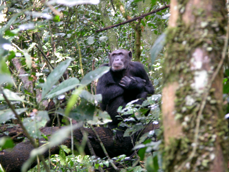 uganda18