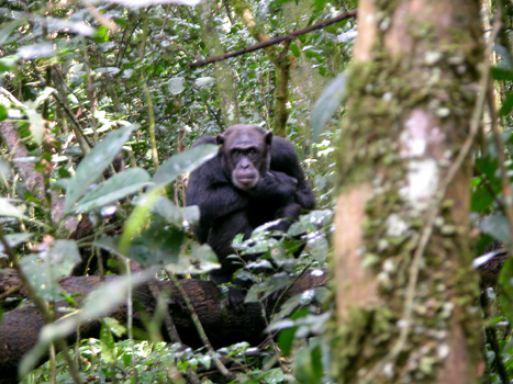 uganda19