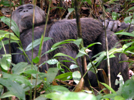 uganda23