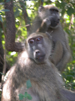 zambia19