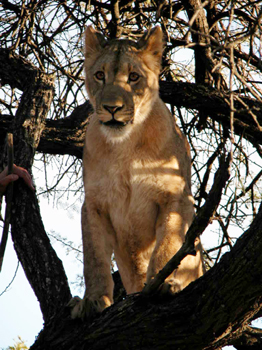 zimbaw36