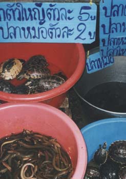 Thai2_1